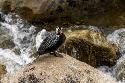 Foto Pato de los Torrentes