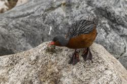 Foto Pato de los Torrentes