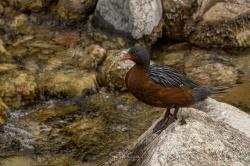 Foto Pato de los Torrentes