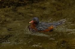 Foto Pato de los Torrentes