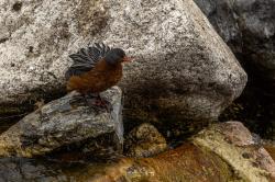 Foto Pato de los Torrentes