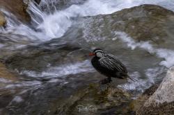 Foto Pato de los Torrentes