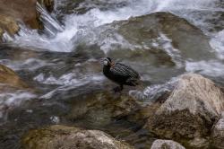 Foto Pato de los Torrentes
