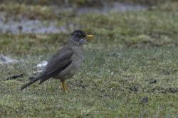 Foto Zorzal Patagónico