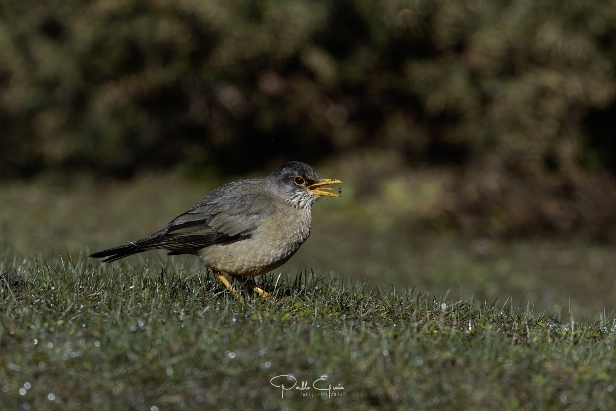 Austral Thrush (Turdus falcklandii)
