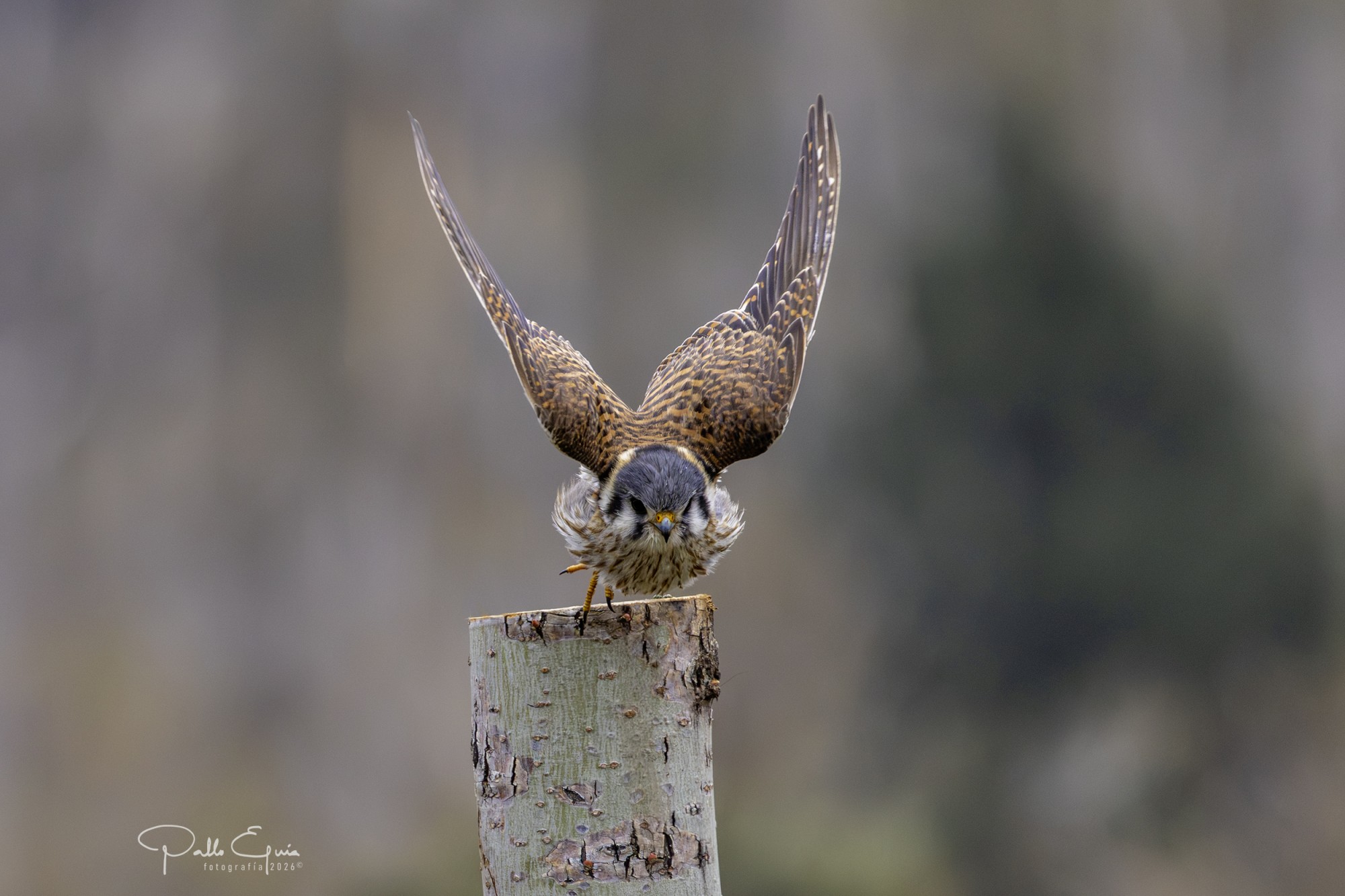 Halconcito Colorado (Falco sparverius)