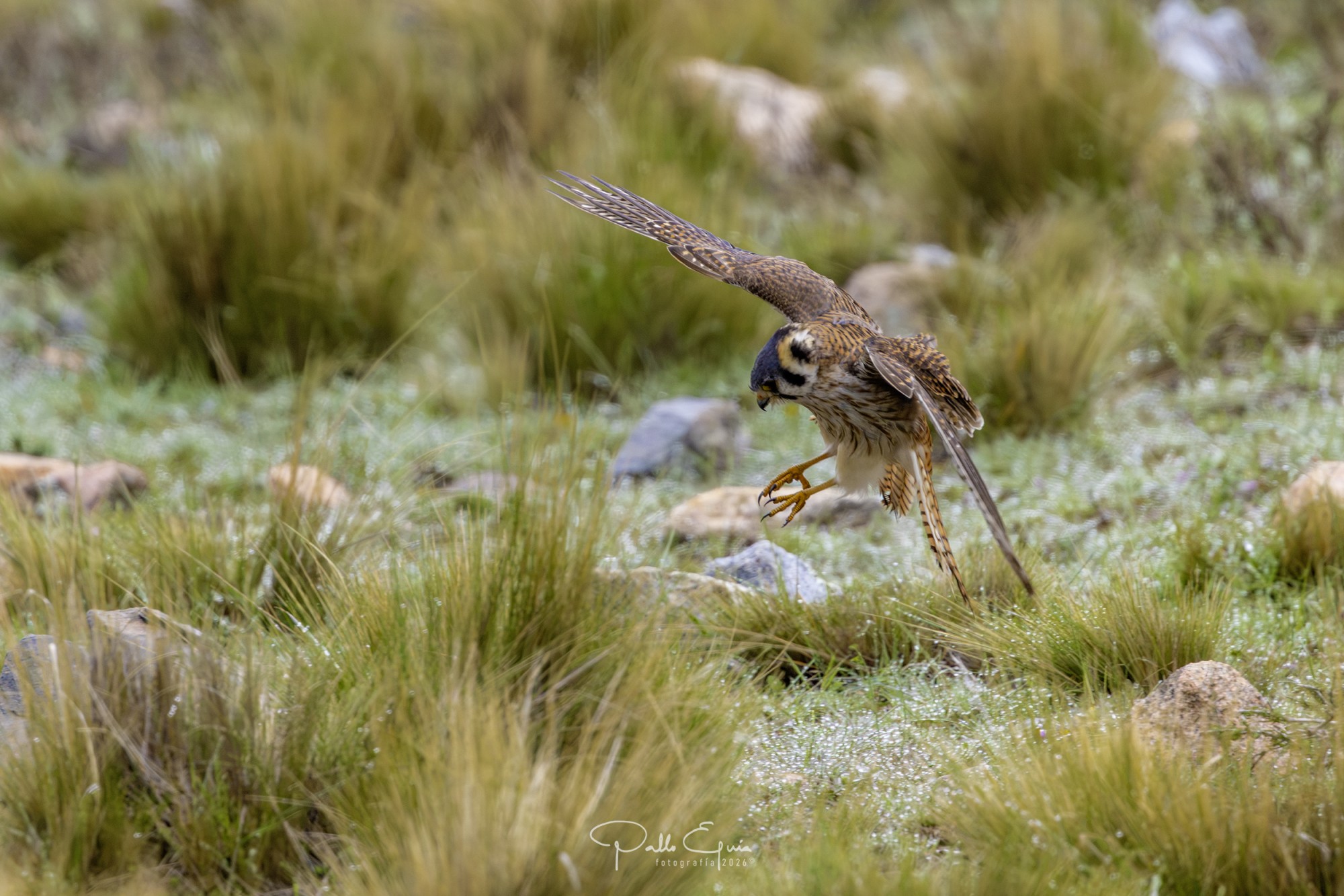 Halconcito Colorado (Falco sparverius)