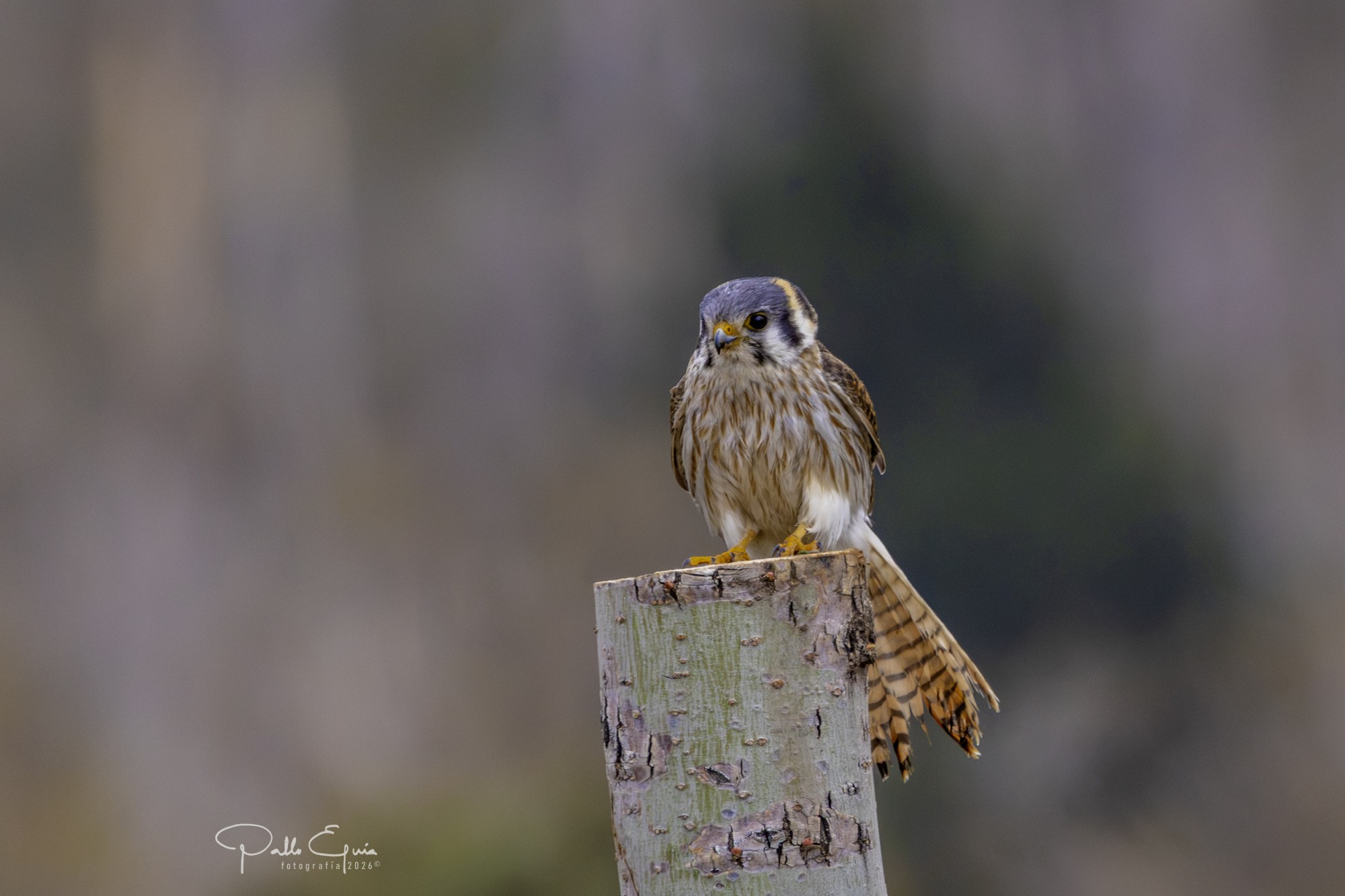 Halconcito Colorado (Falco sparverius)