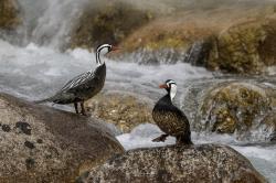 Foto Pato de los Torrentes