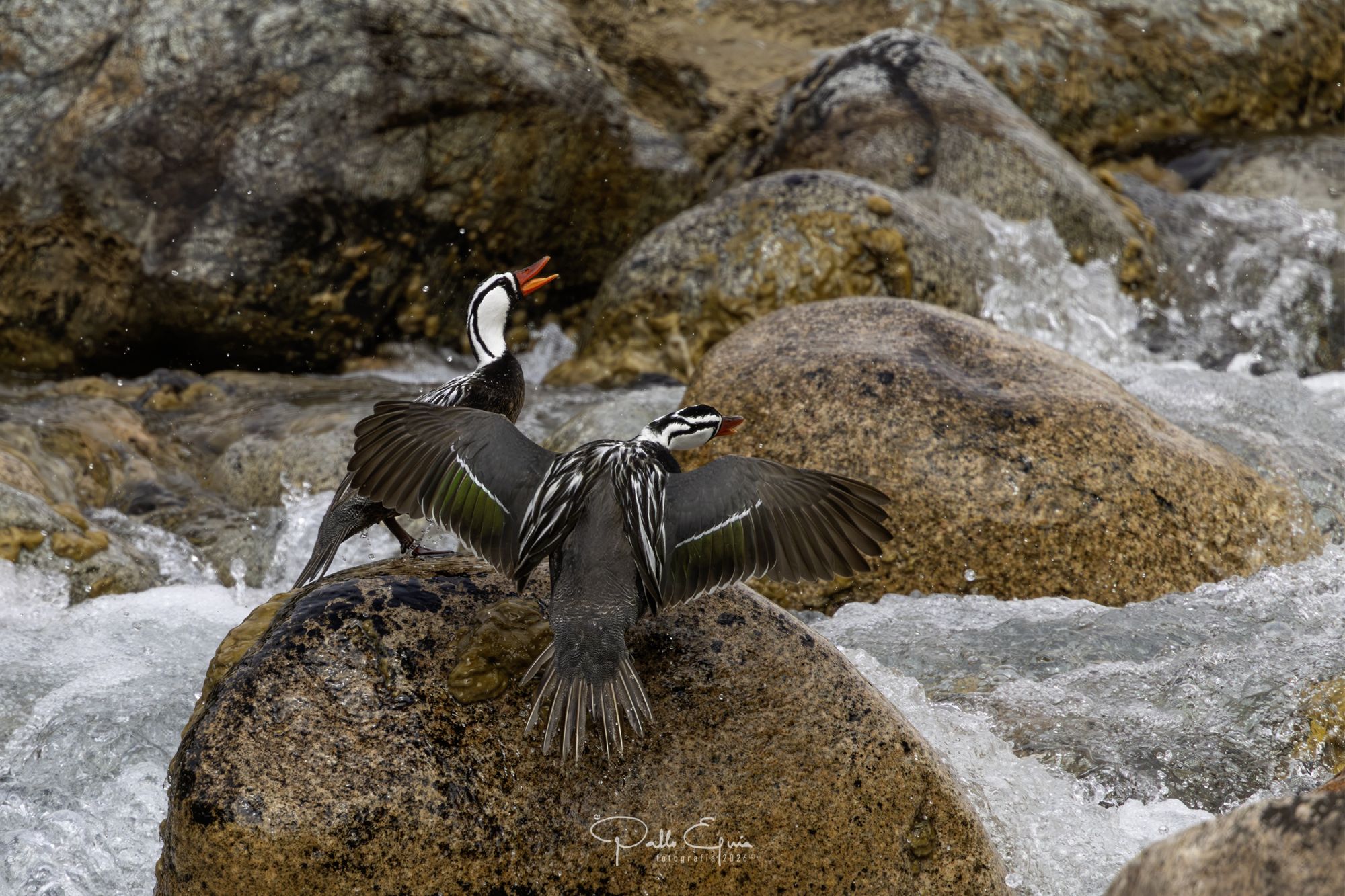 Foto Pato de los Torrentes
