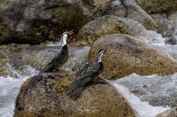 Foto Pato de los Torrentes