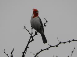 Foto Cardenal Común
