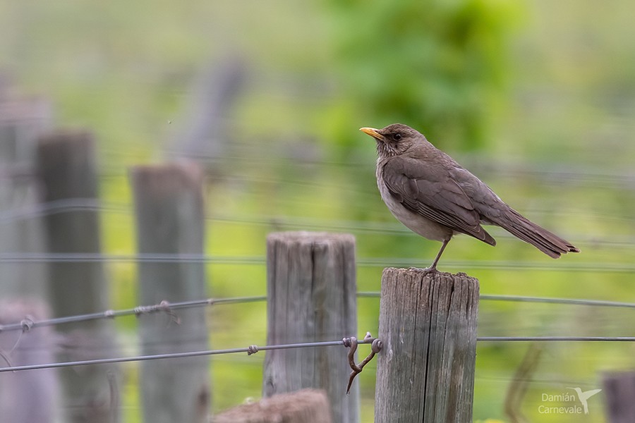 Sabi�-poca (Turdus amaurochalinus)