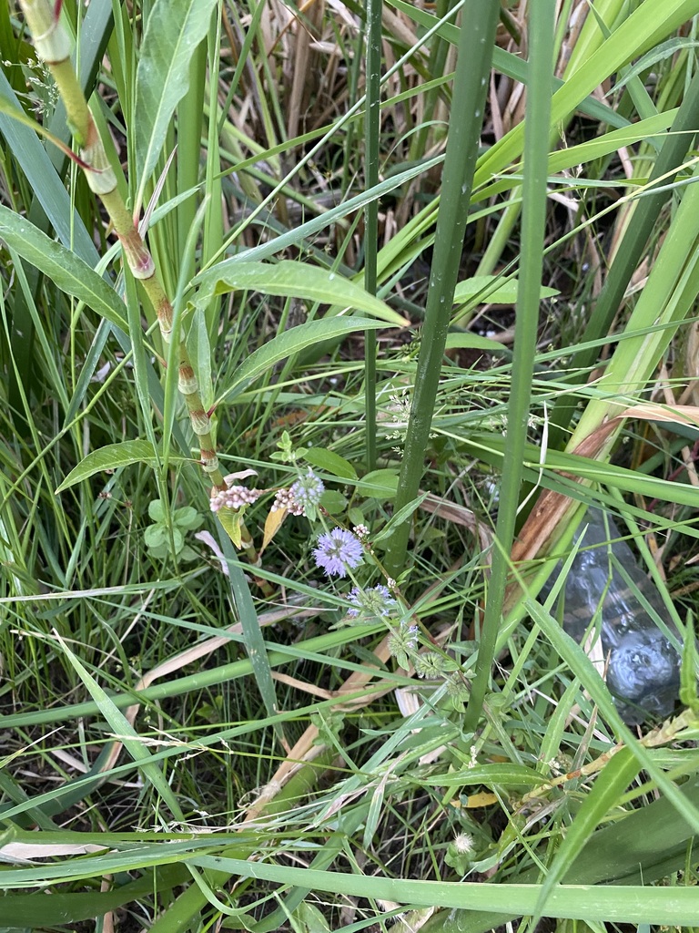 mentha&nbsp;sp.