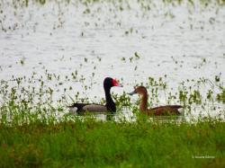 Foto Pato Picazo