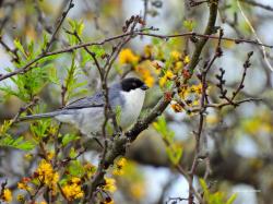Photo Monterita Cabeza Negra