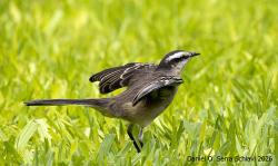 Foto Calandria Grande