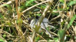 Photo Monterita Cabeza Negra