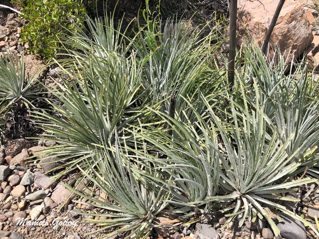 Puya&nbsp;coerulea