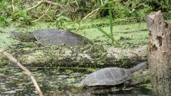 Foto Tortuga de Laguna