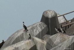 Foto Cormorán Imperial