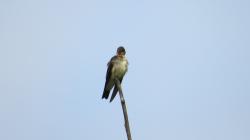 Foto Golondrina Ribereña