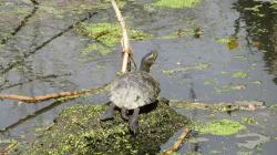 Foto Tortuga De Orejas Rojas