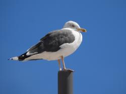 Foto Gaviota de Lomo Negro Menor