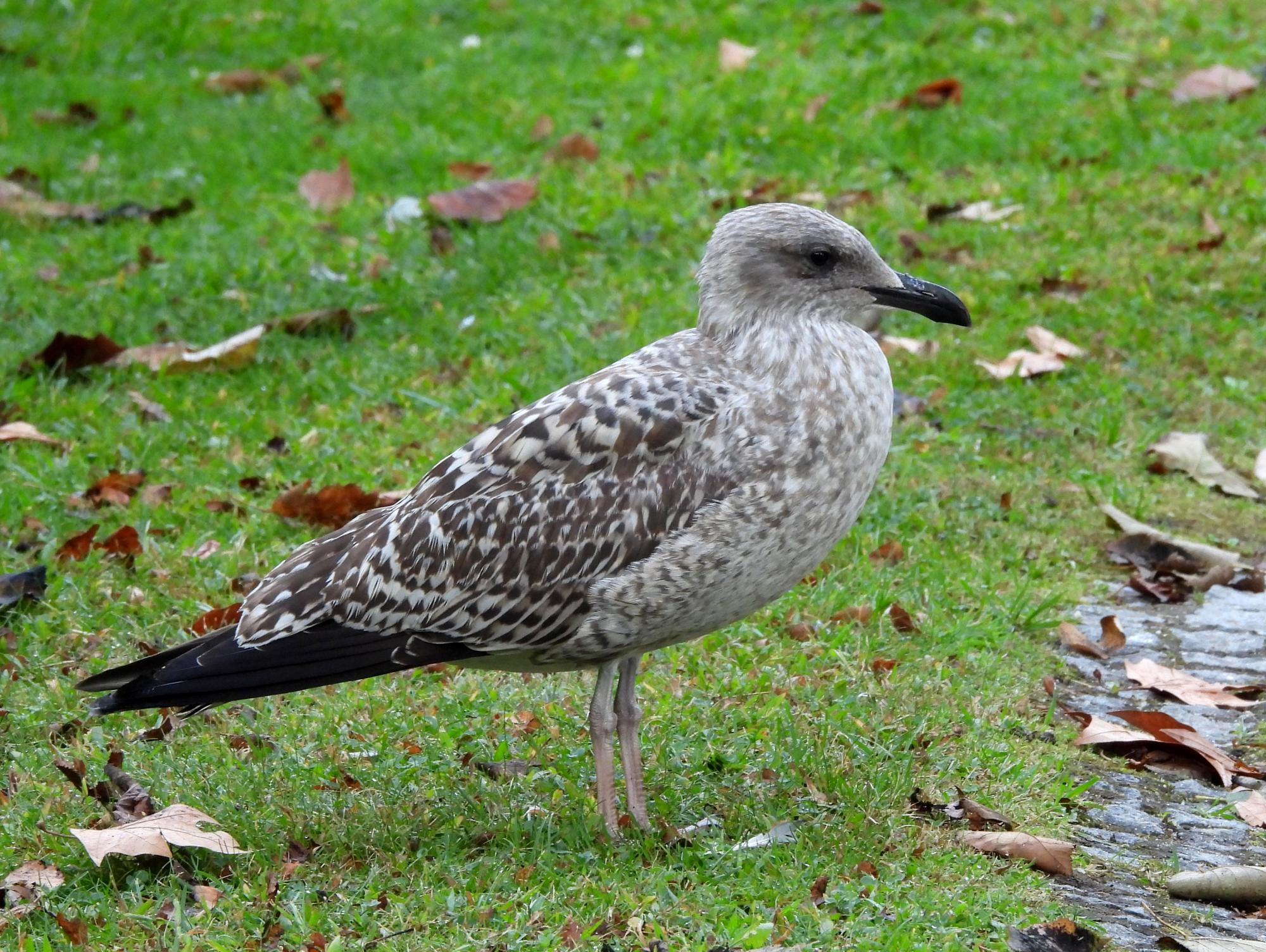 Foto Gaviota Caspia