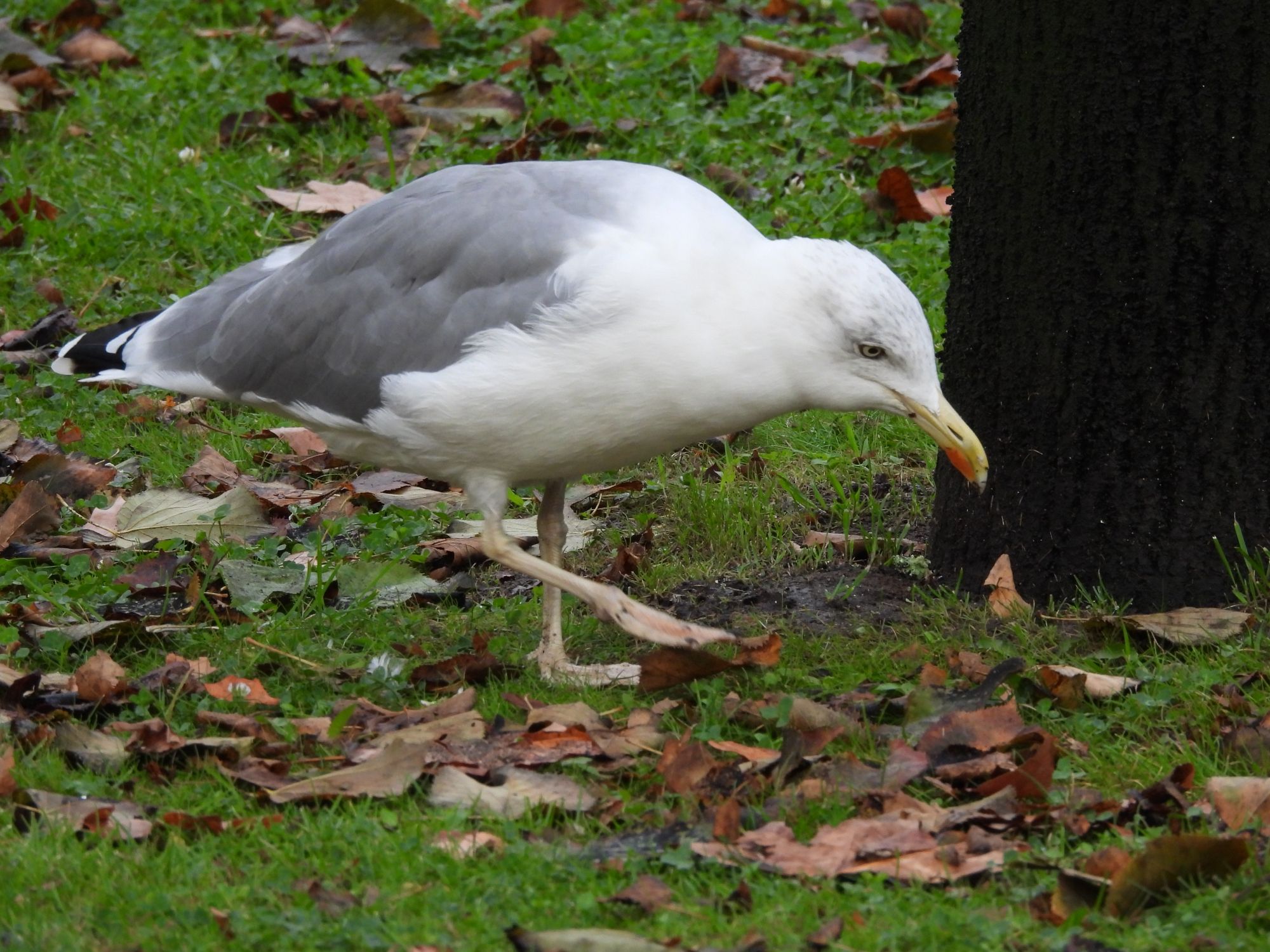 Foto Gaviota Caspia