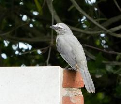 Foto Pepitero Gris