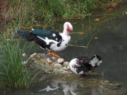 Foto Pato Real