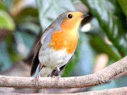 Photo Robin