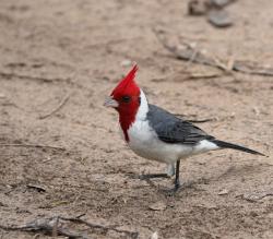 Foto Cardenal Común