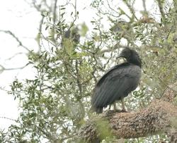 Foto Jote Cabeza Negra
