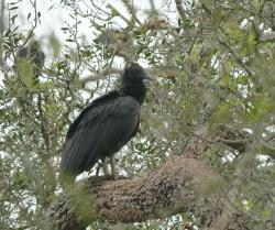 Foto Jote Cabeza Negra