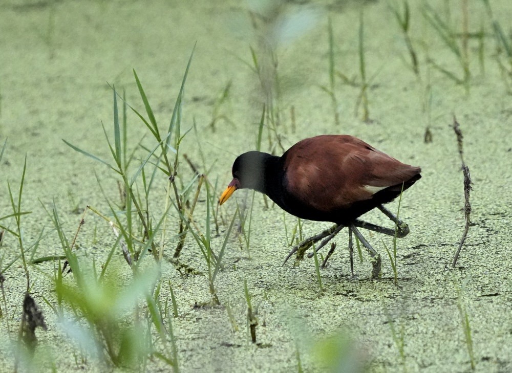 Foto Jacana