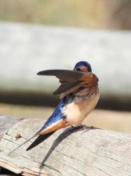 Foto Golondrina Tijerita