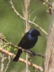 Foto Tordo Renegrido
