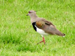 Foto Tero Com�n