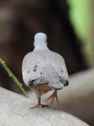 Foto Torcaza Común