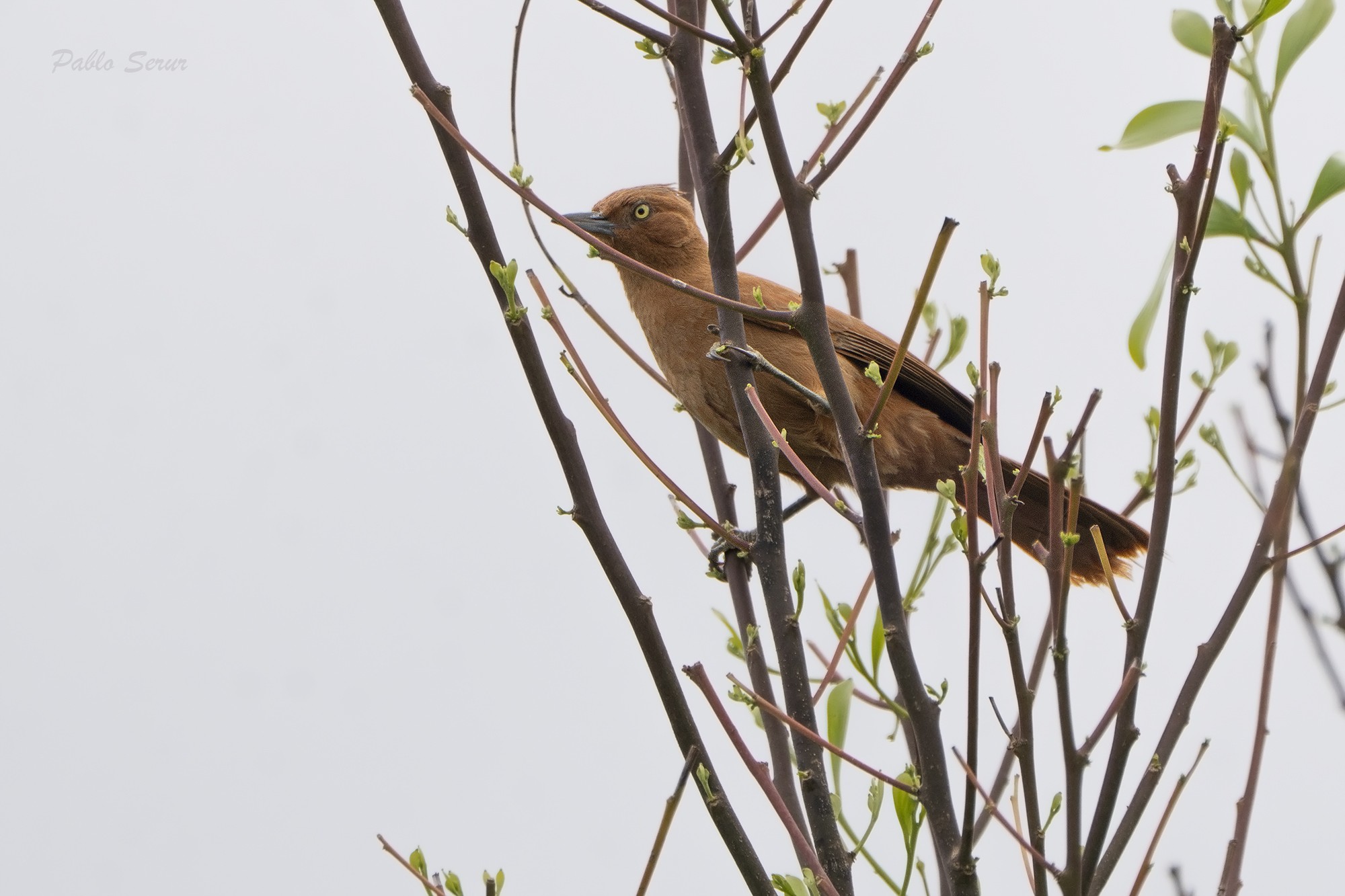 Foto Cacholote de la Caatinga