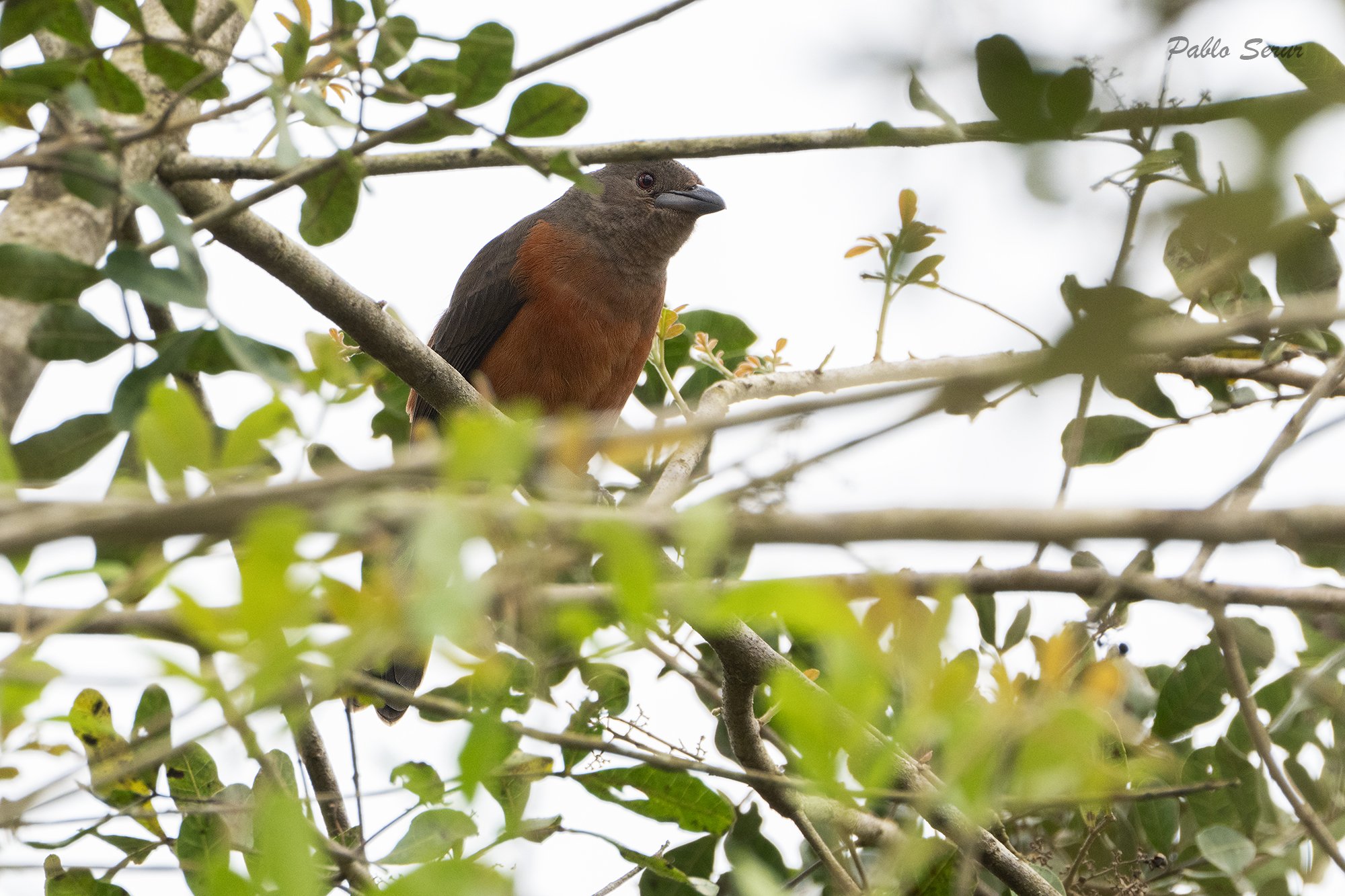 Foto Fueguero Escarlata
