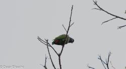 Foto Loro Maitaca