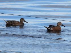 Photo Pato Cuchara