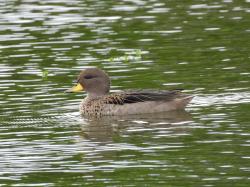 Photo Pato Barcino