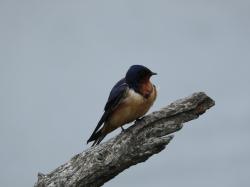 Foto Golondrina Tijerita