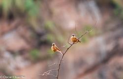 Foto Birro Común