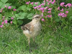 Photo Calandria Grande