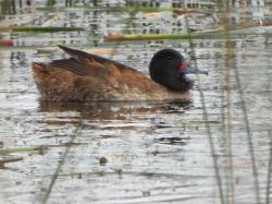 Foto Pato Cabeza Negra